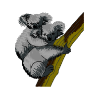 Koala Animals