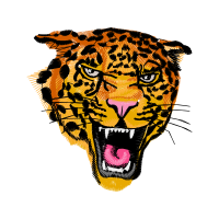 Lion Animals Lion Animals