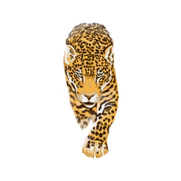 Lion Animals Lion Animals