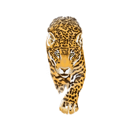 Lion Animals Lion Animals