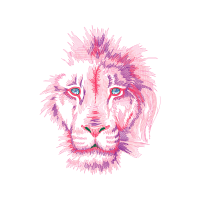 Lion Animals Lion Animals