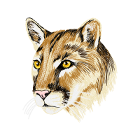 Lion Animals Lion Animals