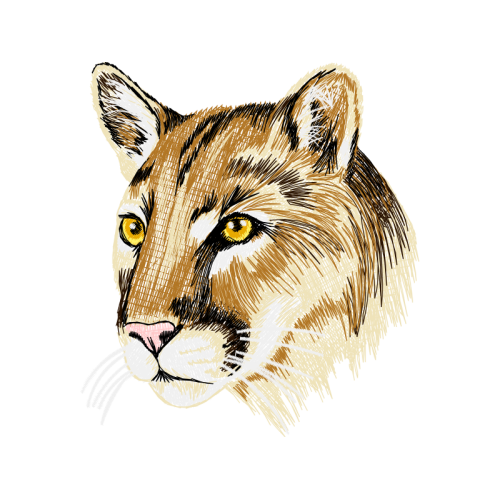 Lion Animals Lion Animals