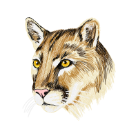 Lion Animals Lion Animals