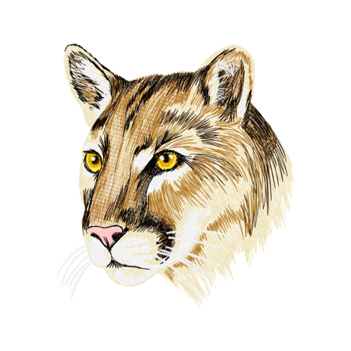 Lion Animals Lion Animals