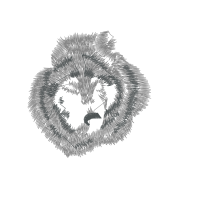 Lion Animals Lion Animals