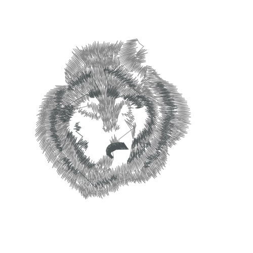 Lion Animals Lion Animals