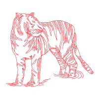 Lion Animals Lion Animals