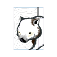 Marsupials Animals Marsupials Animals