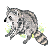 Mustelinae Animals Mustelinae Animals