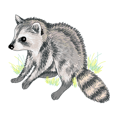 Mustelinae Animals Mustelinae Animals