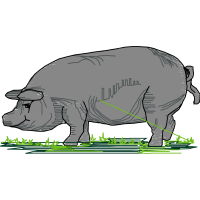 Pig Animals Pig Animals