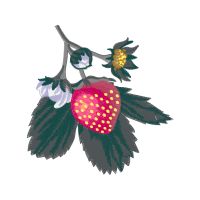 Seedless Fruit Animals Seedless Fruit Animals