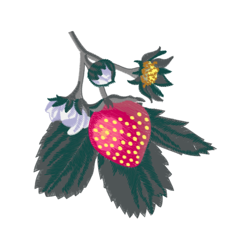 Seedless Fruit Animals Seedless Fruit Animals