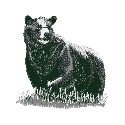 Sheltie Animals Sheltie Animals