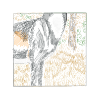 Snout Animals Snout Animals