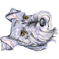 Standard Schnauzer Animals Standard Schnauzer Animals