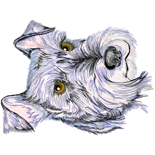 Standard Schnauzer Animals Standard Schnauzer Animals