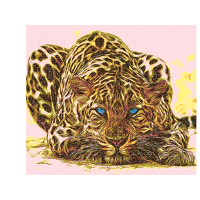 Tiger Animals Tiger Animals