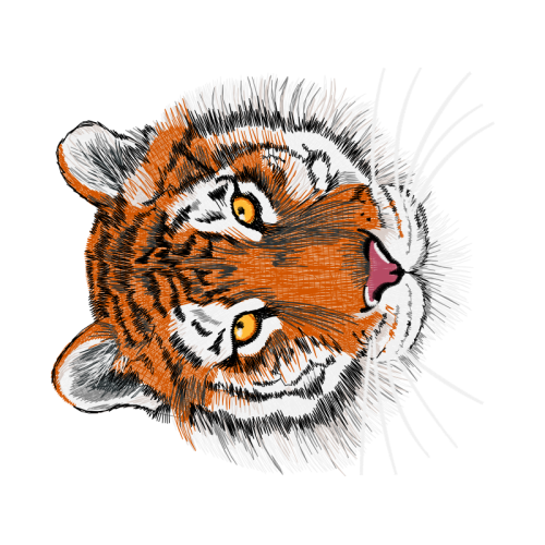 Tiger Animals Tiger Animals