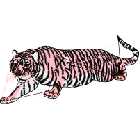Tiger Animals