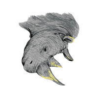 Wild Boar Animals Wild Boar Animals