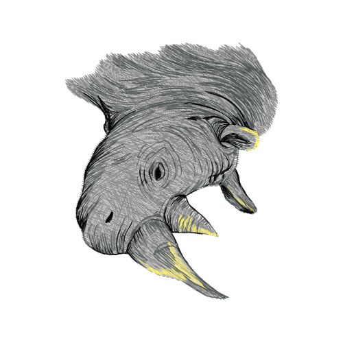 Wild Boar Animals Wild Boar Animals