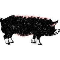 Wild Boar Animals Wild Boar Animals