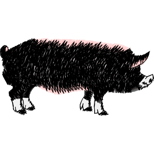 Wild Boar Animals Wild Boar Animals