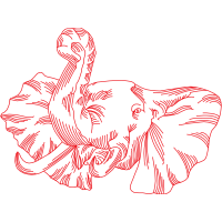 Wild Turkey Animals Wild Turkey Animals