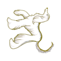 Illustration Fairy Illustration Fairy