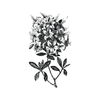 Azalea Fairy Azalea Fairy