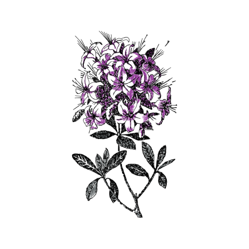 Illustration Fairy Illustration Fairy