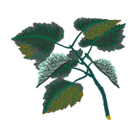 White Poplar Fairy White Poplar Fairy