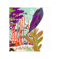 Burnt Tip Orchid Flowers Burnt Tip Orchid Flowers