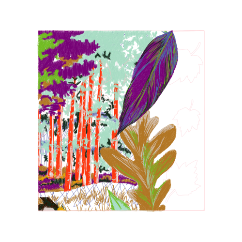 Burnt Tip Orchid Flowers Burnt Tip Orchid Flowers