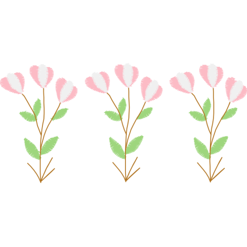 Costmary Flowers Costmary Flowers