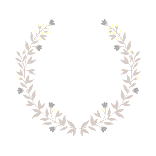 Costmary Flowers Costmary Flowers