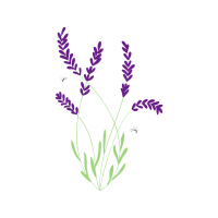 English Lavender Flowers