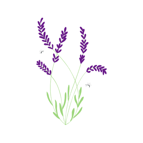 English Lavender Flowers English Lavender Flowers