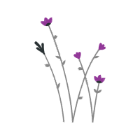 English Lavender Flowers