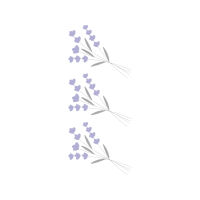English Lavender Flowers