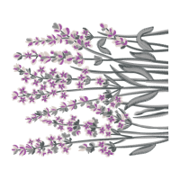 English Lavender Flowers