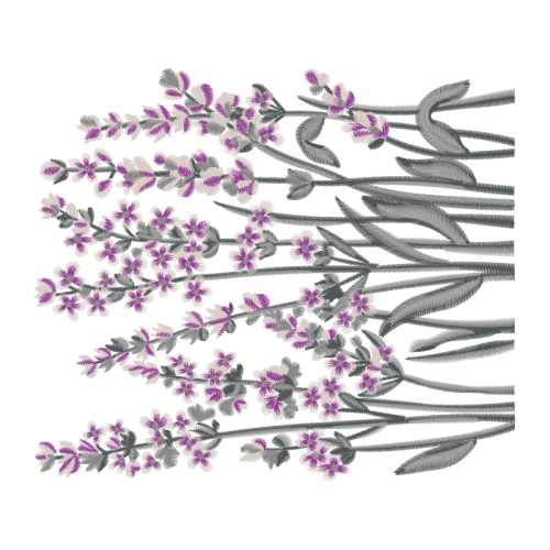 English Lavender Flowers English Lavender Flowers