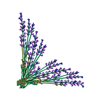 English Lavender Flowers
