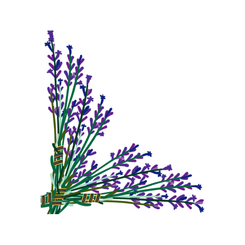 English Lavender Flowers English Lavender Flowers