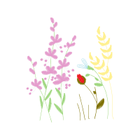 English Lavender Flowers