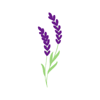 Fernleaf Lavender Flowers
