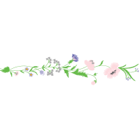 Fernleaf Lavender Flowers