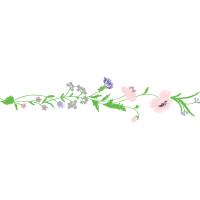 Fernleaf Lavender Flowers